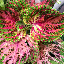 Image result for Coleus