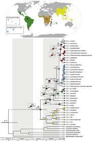 Image result for Ctenitis cirrhosa