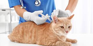 Feline distemper is a highly contagious viral disease that is especially harmful to young kittens, who can die without warning from the infection. Cat Vaccination In Dubai Uae The Cat Specialist Veterinary Clinic Llc