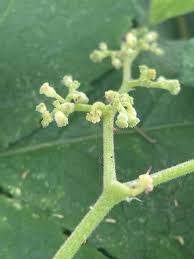 Image result for Cyphostemma lanigerum