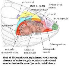 Image result for Sarcophyte piriei