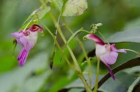 Image result for Impatiens bequaertii