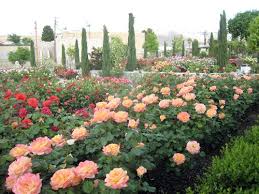 El Paso Municipal Rose Garden El Paso Master Gardeners Rose Garden Master Gardener Garden