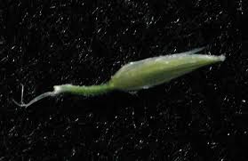 Image result for Digitaria milanjiana