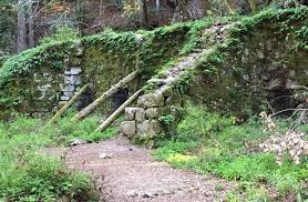 Maybe you would like to learn more about one of these? Henry Cowell Redwoods State Park Day Trip Felton California