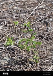 Image result for Tephrosia noctiflora