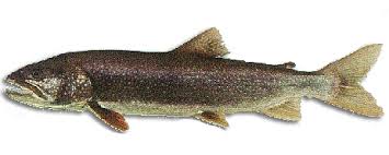 We did not find results for: Fishing For Lake Trout In Maine Maine Guides Online