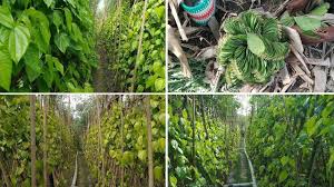 Visit To A Betel Leaf Garden Betel Leaf Harvesting How To Collect Or Garden Leaves Visiting