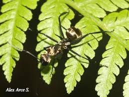 Image result for Dolichos junodii