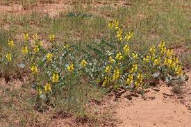 Image result for Senna italica