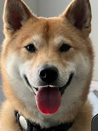 Time really does fly by, can't believe Kurama is 6 years old already