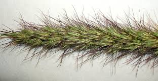 Image result for Cenchrus ciliaris