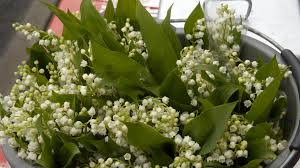 Voici quelques photos de nos fiers collaborateurs avec leur « muguets ». Vente De Muguet A Reims Pour Le 1er Mai Les Emplacements Se Louent A Partir De Lundi 15 Avril