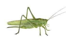 They are part of the family gryllidae which has approximately 900 species. Awoken By A Jolly Green Giant Of The Insect World Comment The Times