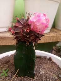 Begin with an hour or two and increase weekly for desert cactus, until your plant is getting at least six hours of sun daily. My Moon Cactus Finally Blooms Cacti And Succulents Cactus Flower Plants