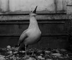Now we are going to watch a video about a seagull who makes a promise. The Lighthouse 2019