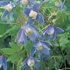 Maybe you would like to learn more about one of these? Clematis Alpina Frankie 2 5l Pot 19 99