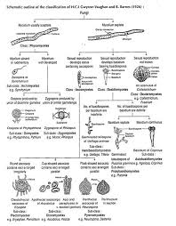 classification of fungi by various botanists