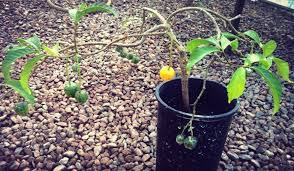 Image result for Tabernanthe elliptica