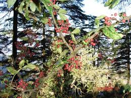 Image result for Zanthoxylum chalybeum