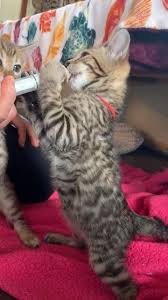 Bengal News Bottle Feeding Our Kittens Video Cute Baby Cats Baby Cats Kittens Cutest