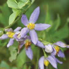 Image result for Solanum seaforthianum