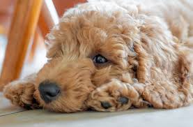 Check out our goldendoodle puppies selection for the very best in unique or custom, handmade pieces there are 2025 goldendoodle puppies for sale on etsy, and they cost $12.60 on average. Mini Goldendoodle Size Puppy Guide Price Facts Marvelous Dogs