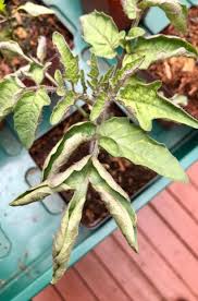 Smaller plants such as lettuce, basil, and dill for example are happy to grow under a white led light that is just one colour temperature. Tomato Seedlings W Purple Rolled Up Leaves