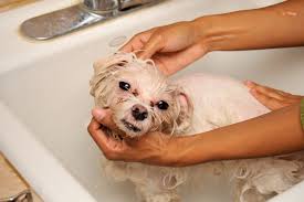 Young dogs need all the help they can get, from getting the right nutrition to. Dog Grooming Archives The Halo Pets