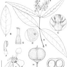 Image result for Flabellariopsis acuminata