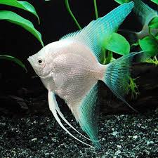 See more of pet shop near me on facebook. Aquarium Fish At Rs 20 Piece à¤à¤• à¤µ à¤° à¤¯à¤® à¤• à¤« à¤¶ Ahills Pet Shop Nagpur Id 13920669891