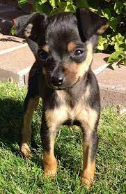 Maybe you would like to learn more about one of these? Chihuahua Mixed Breed Chihuahuapuppies Chihuahua Puppies Chihuahua Mix Puppies Chihuahua Mix