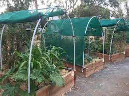 Does zucchini need shade cloth. Summer Shade Sophies Patch Sophie Thomson