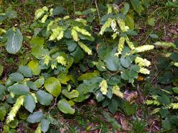 Image result for Flemingia strobilifera