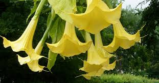 Image result for durman obecný plod