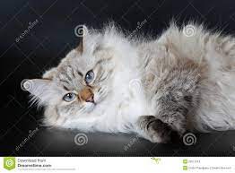 Siberian Color Point Cat Siberian Forest Cat Cats Norwegian Forest Cat