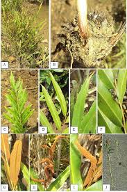 Image result for Acrostichum