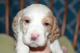 More english setter puppies / dog breeders and puppies in poland. Outstanding English Setter Puppies Tri Color Orange Belton Fdsb Reg For Sale In East Palestine Ohio Classified Americanlisted Com