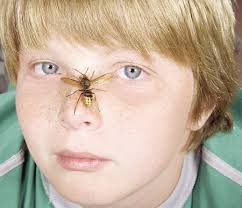 Taking the sting out of insect bites