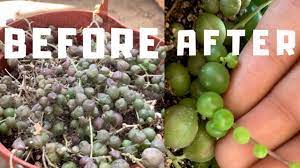 Usually there are telltale signs that would tell you clearly whether a succulent is being overwatered or underwatered. How To Save Your String Of Pearls Youtube