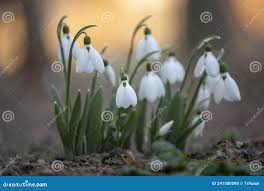 Image result for ghiocel