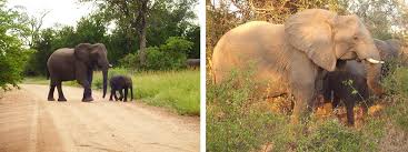 Hard tusk used for carving fine art, jewellery. After Legal Ivory Experiment Black Markets Thrive From Greater Demand Less Risk