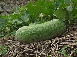 I used to love hearing my grandmother saying cucuzza, or you prepare cucuzza as you would zucchini or any other squash. Cucuzza Wikipedia