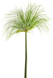 Image result for Cyperus tenax