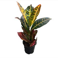 Image result for Croton