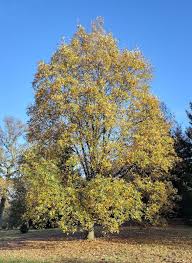 Image result for Necepsia castaneifolia