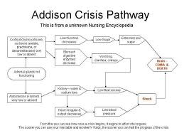 the addison pathway chart addison crisis autoimmune