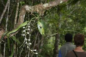 Image result for Aerangis