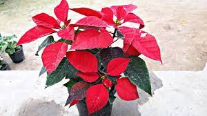 Poinsettia Plant Turned Out Into Red Hindi Youtube