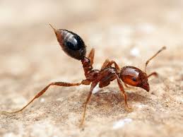 It is termite resistant what are these big black ants in my house? Ants In The Garden Both Friends And Enemies Laidback Gardener